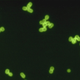 Image for article titled The experiment that first hinted at the existence of DNA